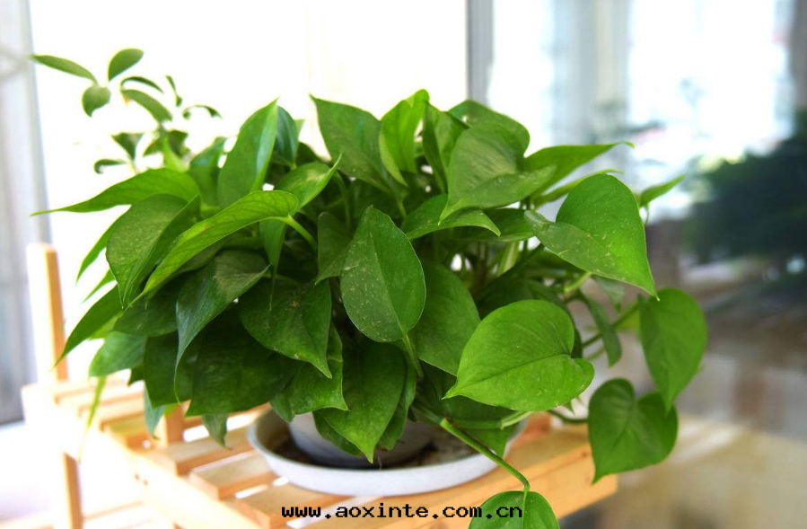 室(shì)內(nèi)绿蘿不(bù)能(néng)除甲醛