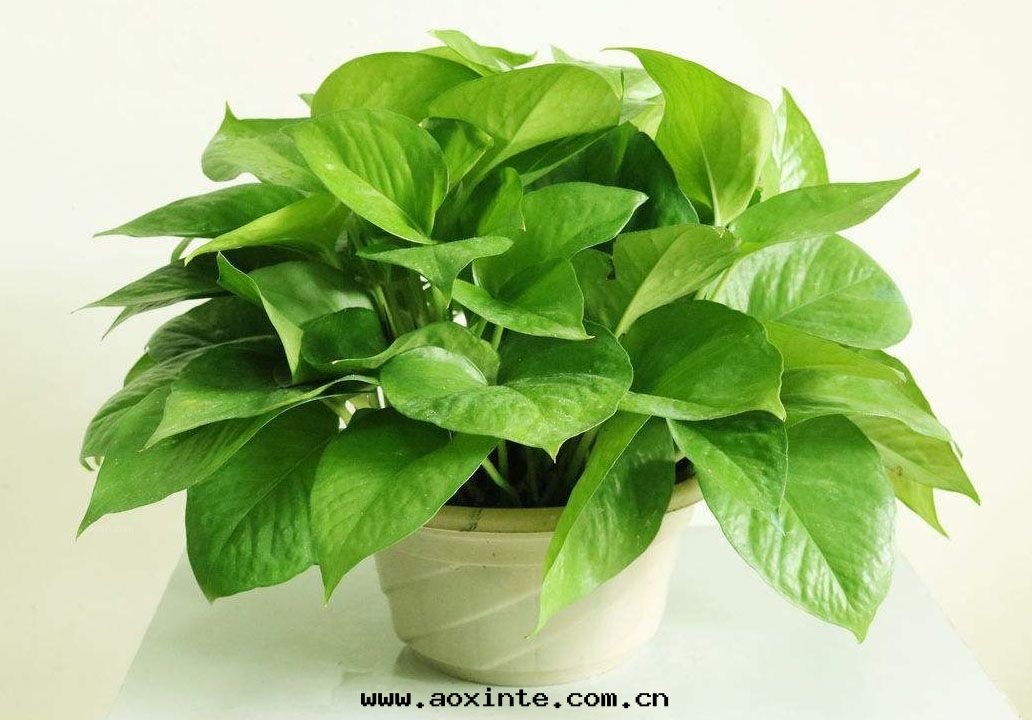 绿蘿不(bù)能(néng)有(yǒu)效除甲醛