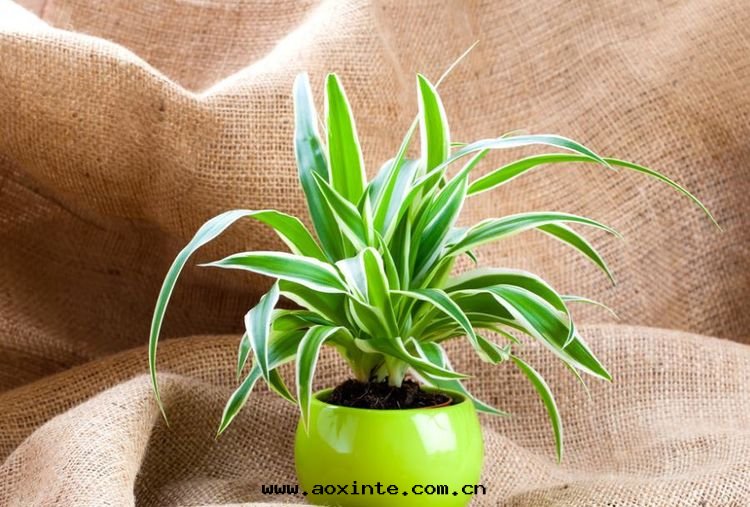 绿色(sè)植物对(duì)于(yú)除甲醛效果(guǒ)甚微