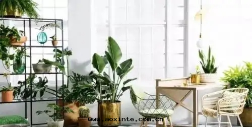 根(gēn)據(jù)植物(wù)的(de)反(fǎn)應(yìng)判断甲醛是(shì)否超标(biāo)