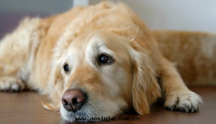 根(gēn)據(jù)動(dòng)物(wù)的(de)反(fǎn)應(yìng)判断甲醛是(shì)否超标(biāo)